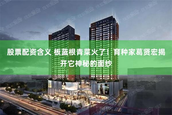 股票配资含义 板蓝根青菜火了！育种家葛贤宏揭开它神秘的面纱
